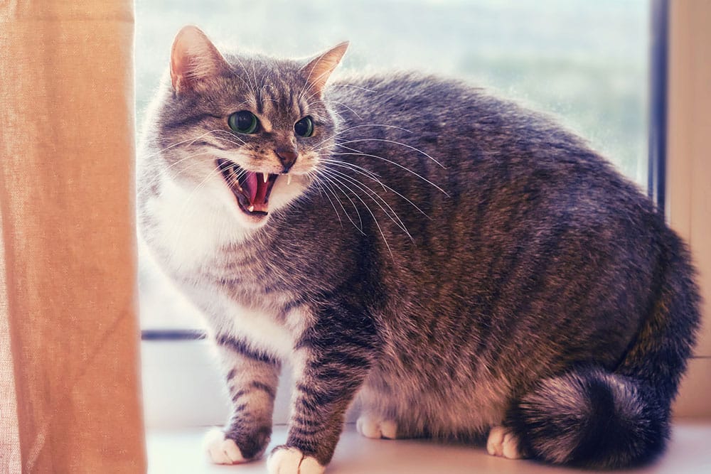 A gray and white tabby cat sits on a windowsill with its mouth open, showing its teeth as if hissing or meowing. The cat's fur is fluffed up and it is next to a beige curtain, with soft light coming through the window.