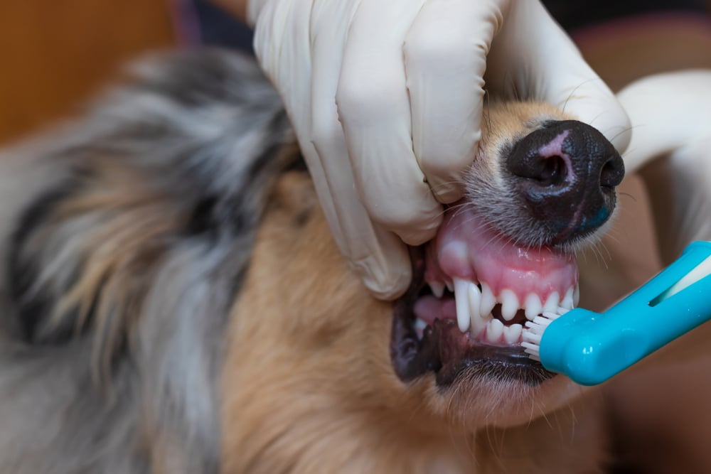A person wearing white gloves brushes a dog's teeth with a blue toothbrush, lifting the dog's lip to expose its teeth and gums.