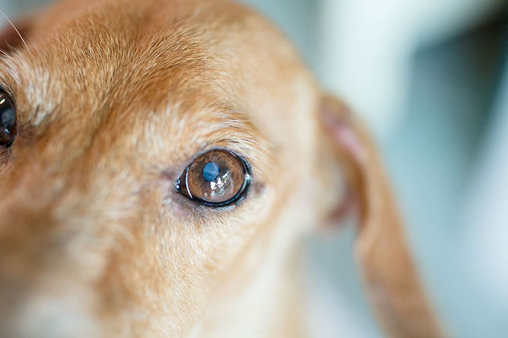 Close-up of a brown dog's face, focusing on its eye and part of its ear, with a soft, blurred background.