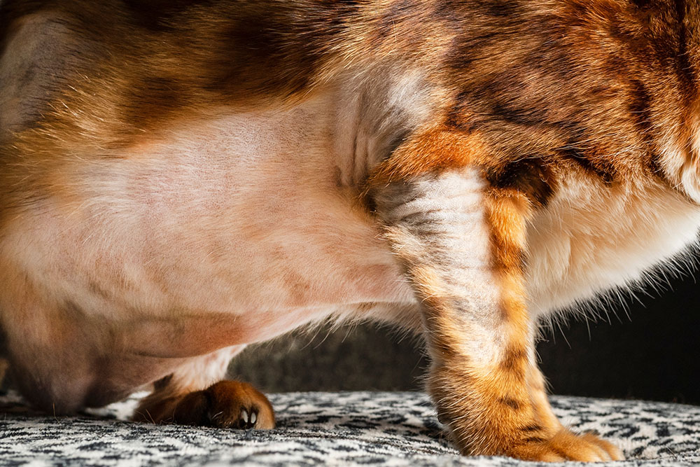 Close-up of a cat's lower body and front leg. The cat has a shaved belly area, exposing its skin, while the leg is covered in orange and brown fur with stripes. It stands on a patterned surface.