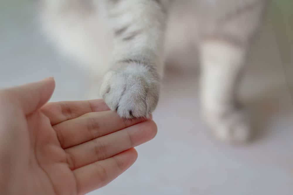 A person's hand, perhaps that of a caring veterinarian, gently holds a cat's paw. Both hands and paw are in focus, capturing a moment of connection between human and pet while the background softly blurs.
