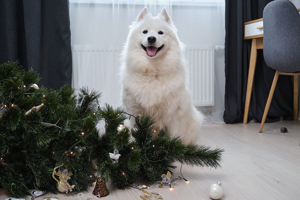 A fluffy white dog sits happily beside a fallen Christmas tree in the room, seemingly proud of its work. Decorations and lights are scattered around the light-colored floor. The room, perhaps belonging to a veterinarian, includes a desk and chair, with dark curtains in the background.