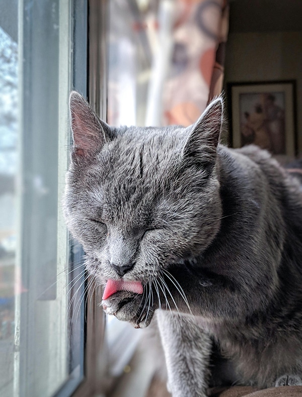 A gray cat sits by a window, eyes closed, grooming its paw with its tongue. Sunlight filters through the window, casting a soft glow on the cat's fur as if it had just returned from the veterinarian. A blurred painting hangs on the wall in the background.