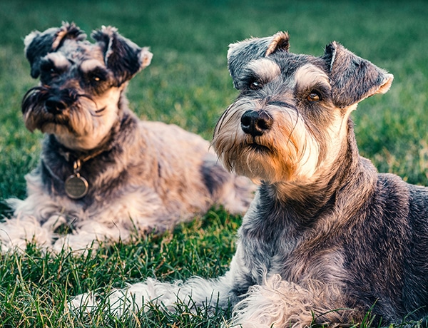 Two schnauzers with gray and white fur are lying on green grass. The dog in the foreground sits up, looking attentively forward, like a vigilant vet on duty, while the other lies behind. Both relish the sunny day.