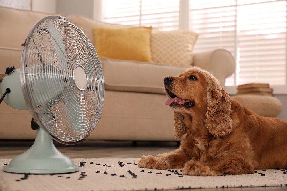 A brown cocker spaniel lies on a rug in front of a running fan, panting and looking at it. Behind the dog is a beige sofa with yellow pillows and a window with blinds letting in sunlight.
