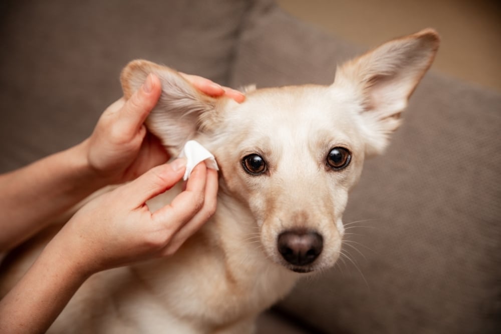 A person gently cleans a light-colored dog's ear with a tissue while the dog sits calmly on a couch, looking toward the camera.