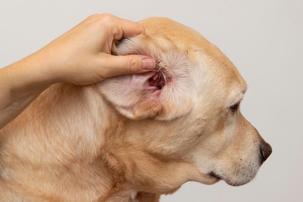 A person gently holds up the ear of a light brown dog to inspect it. The dog is facing right with eyes closed and appears calm. The background is plain and neutral.