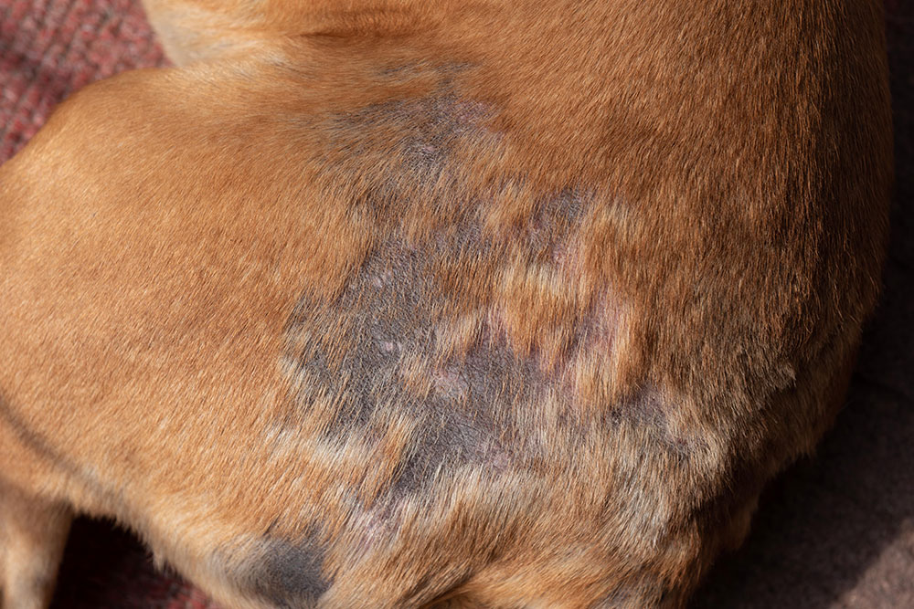 Close-up of a dog's fur showing a patchy area with hair loss and darker skin underneath, indicating possible skin irritation or condition. The surrounding fur is a light brown color.