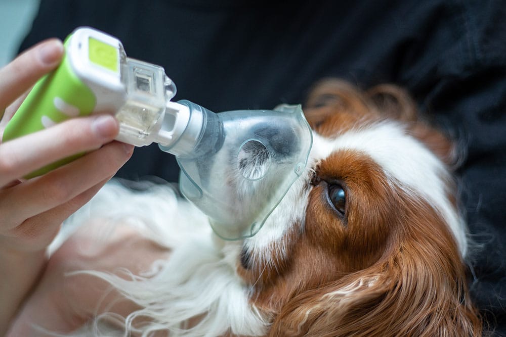 A small dog with brown and white fur receives oxygen through a clear mask held by a person. The dog appears calm and relaxed during the treatment.