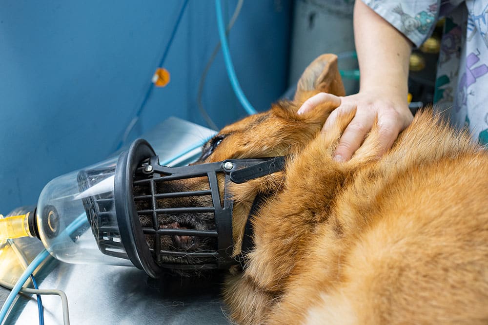 A large dog wearing an oxygen mask rests on a metal table in a veterinary clinic. A person gently places a hand on the dog's back, providing comfort. The background is a blue wall with medical equipment visible.