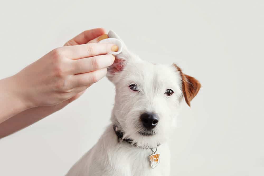 A small white dog with a brown patch on one ear sits calmly. A hand cleans the dog's ear with a cotton pad. The dog wears a collar with a tag. The background is plain and light-colored.