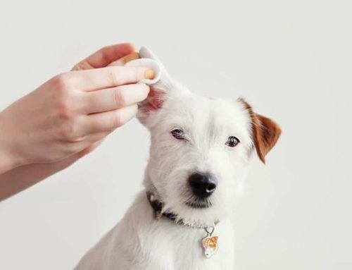 Combatting Canine Ear Infections: Expert Tips from Advanced Veterinary Medical Center