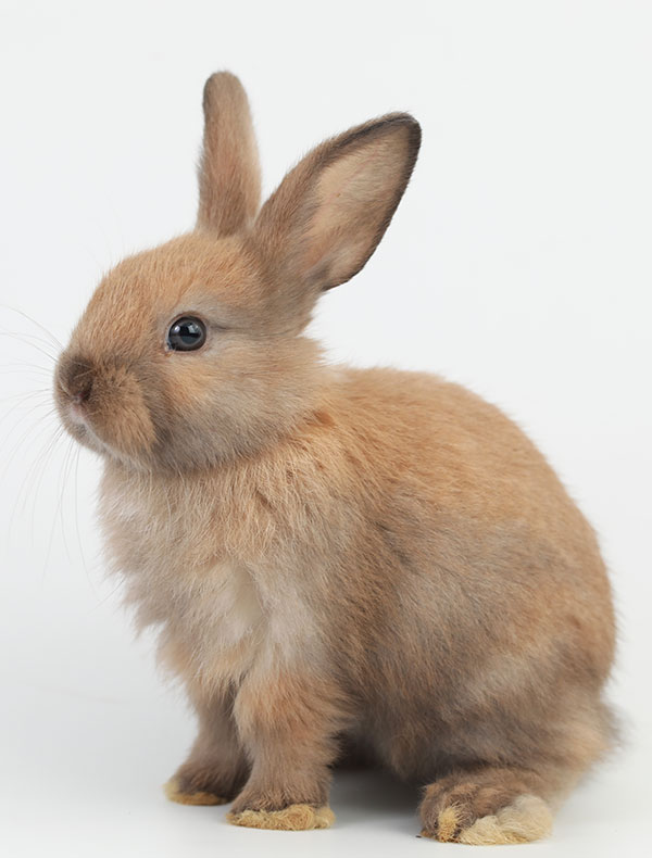 A fluffy brown rabbit with upright ears sits on a plain white background, looking to the side. Its fur is soft and slightly tousled, giving it a calm and curious demeanor—perfect for a vet's examination of this adorable patient.