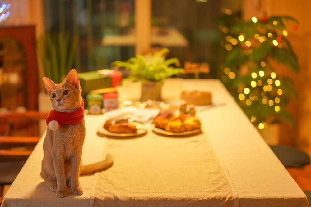 A cat, perhaps just back from the vet, wears a red scarf with a white pom-pom as it sits on a table draped in beige. Plates of food fill the background, and a small Christmas tree sparkles nearby. The warmly lit scene exudes festive charm.