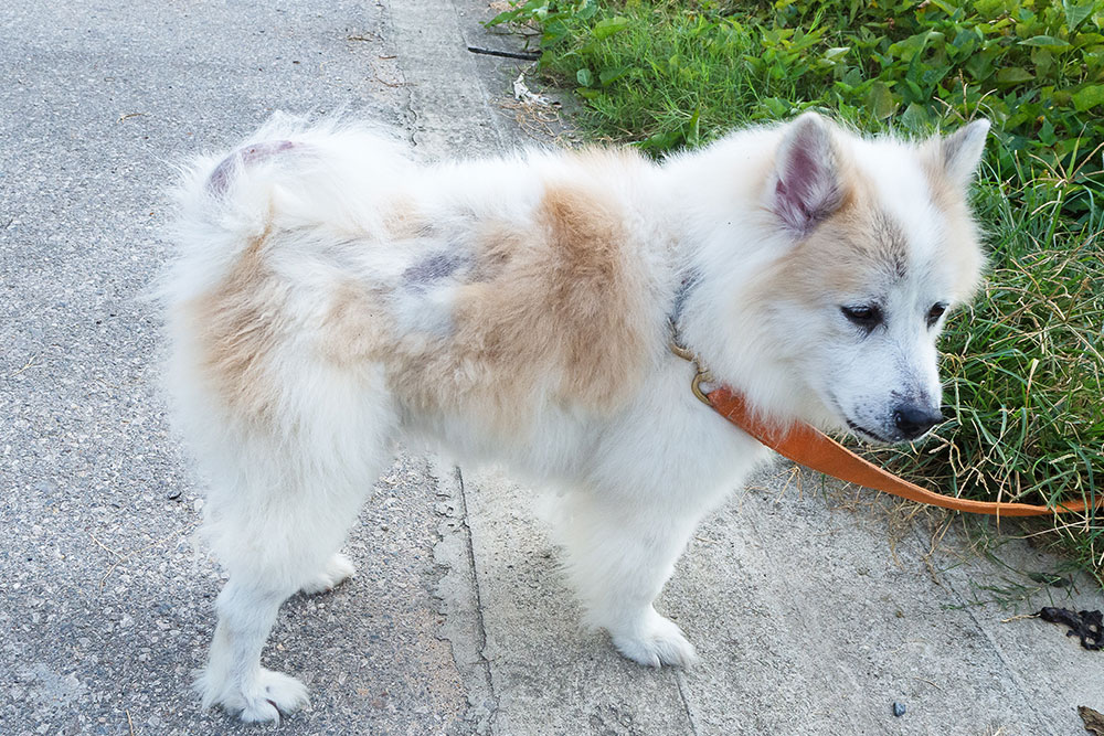 A fluffy white and tan dog with a patchy coat stands on a paved path, looking to the side. It has a collar and leash. Green foliage is visible in the background.