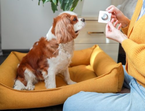 Which Allergy Medication Is Right for My Itchy Dog or Cat?