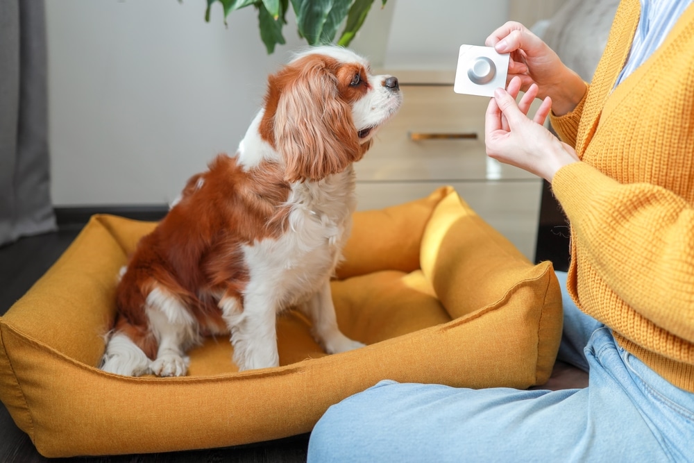 A Cavalier King Charles Spaniel sits on a yellow dog bed, looking at a person in a yellow sweater holding a small square device.
