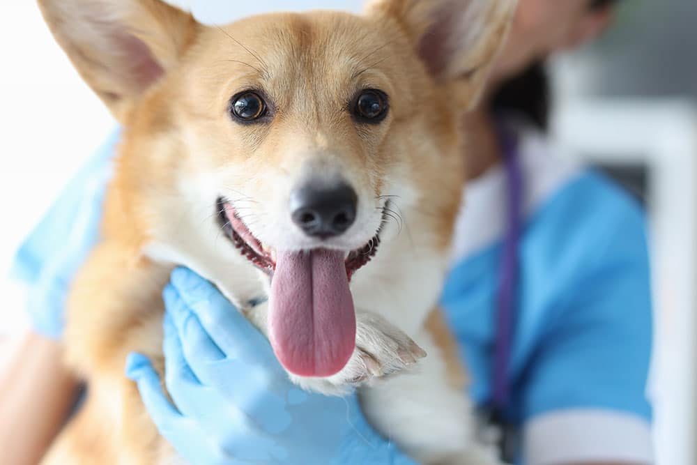 A corgi with a fluffy coat and its tongue out is held by a person wearing blue gloves and a stethoscope. The dog looks cheerful and the setting appears to be a veterinary clinic.