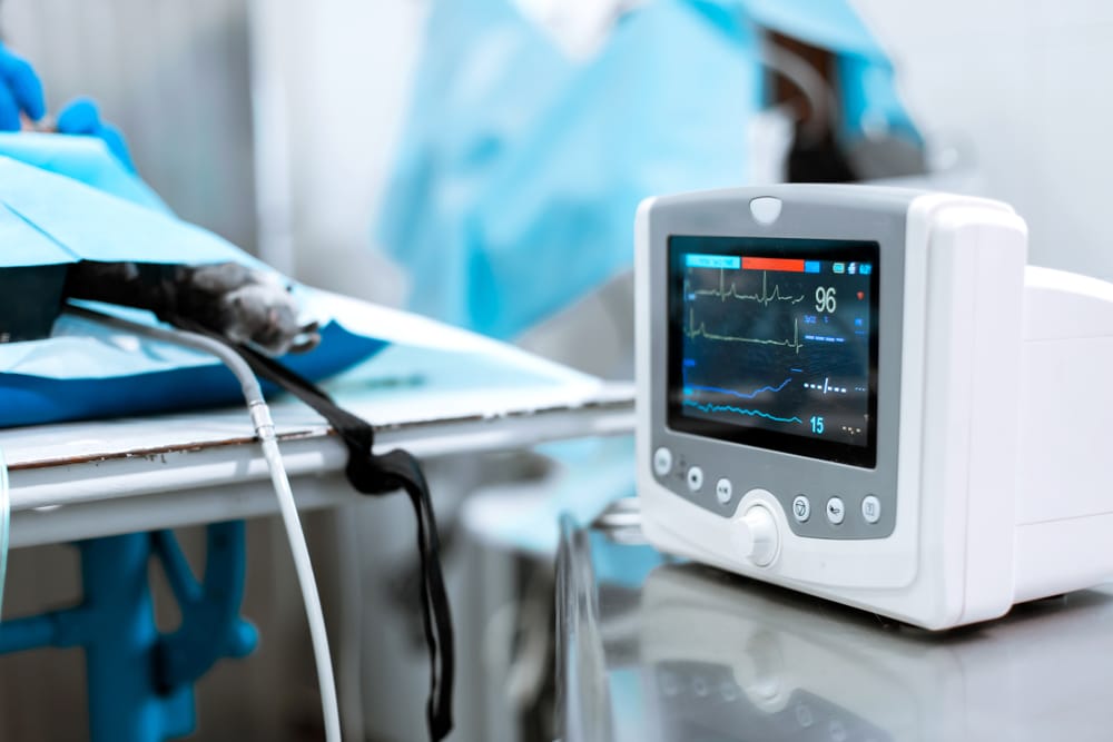 A veterinary patient undergoing surgery, partially covered with a blue drape, is connected to a vital signs monitor displaying heart rate, oxygen saturation, and ECG results.