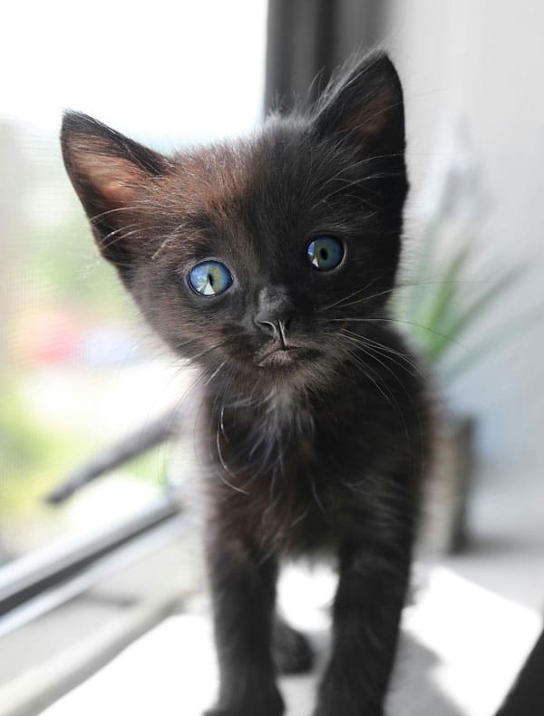 A small black kitten with bright green eyes stands on a windowsill, looking curiously at the camera. The sunlight highlights its smooth fur, and a blurred plant is visible in the background—a perfect snapshot to show off to the vet during your next visit.
