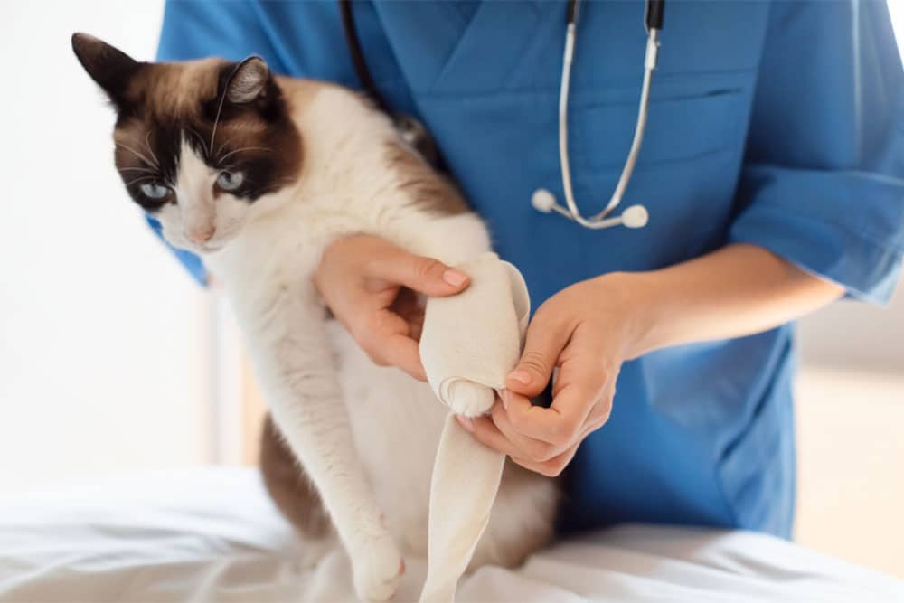 A veterinarian in blue scrubs bandages a cat's leg. The white and brown cat sits calmly on a table. A stethoscope hangs around the vet's neck.