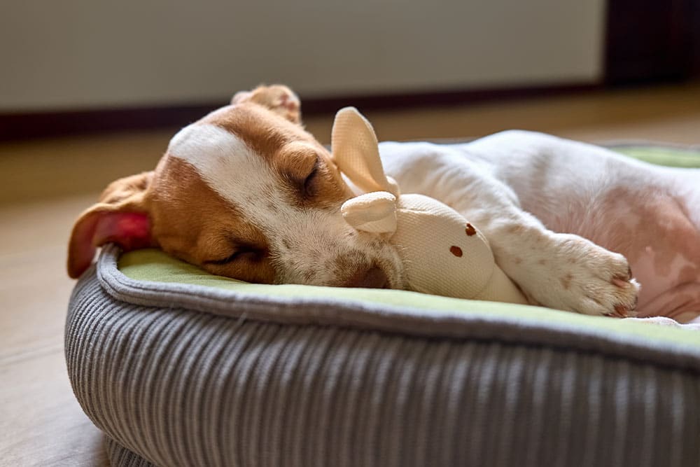 A small dog peacefully sleeps in a cozy bed, cuddling a soft plush toy, its white and brown coat gently rising with each breath. This content pup seems perfectly relaxed after a routine checkup at the vet, enjoying the warm indoor setting of its home.