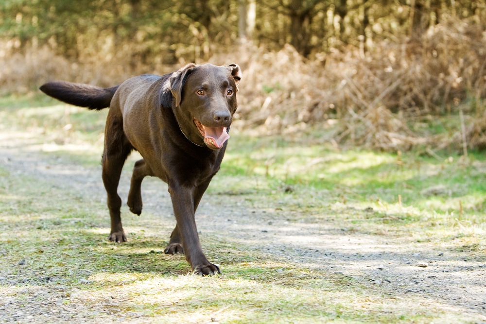 A chocolate Labrador retriever joyfully walks on a sunlit forest path. The ground is a mix of grass and dirt, and the backdrop consists of blurred trees and foliage. The dog has a wagging tail and an open mouth.
