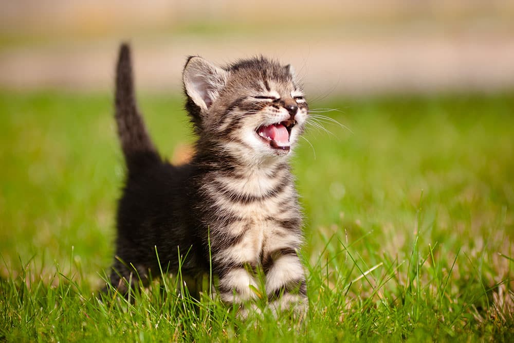 A small tabby kitten stands on green grass with its mouth open, appearing to meow or yawn, and its eyes partly closed in sunlight.