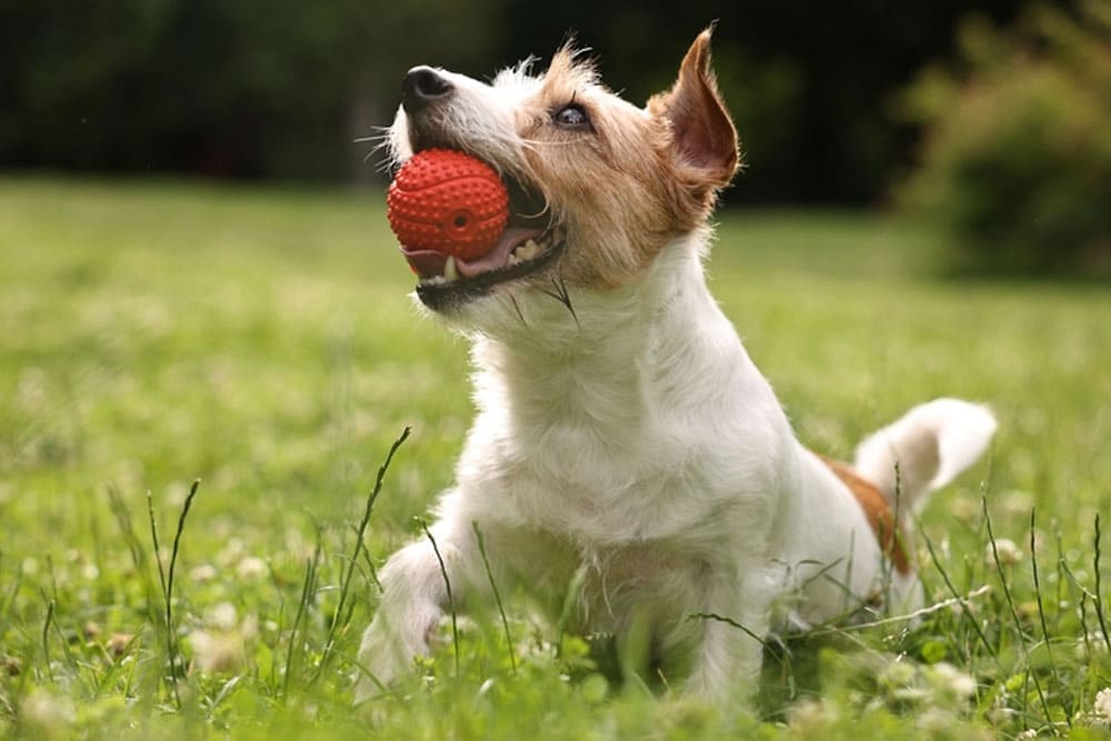 A small, white and brown dog is lying in the grass with a red textured ball in its mouth, looking up happily.