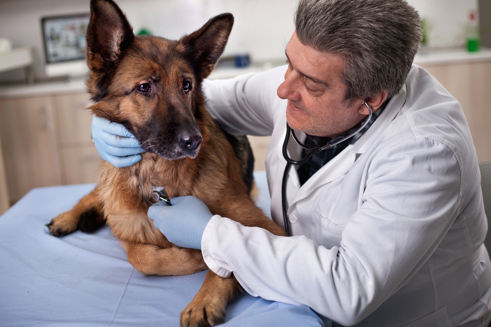 A veterinarian wearing a white coat and blue gloves examines a German Shepherd dog with a stethoscope in a veterinary clinic. The dog is lying on an examination table.