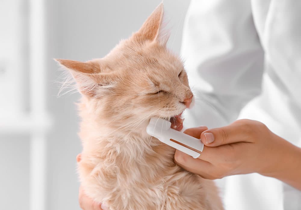 A fluffy orange cat is being gently brushed by a person. The cat has its eyes half-closed, appearing relaxed and content. The background is softly blurred, focusing attention on the cat and the grooming tool.