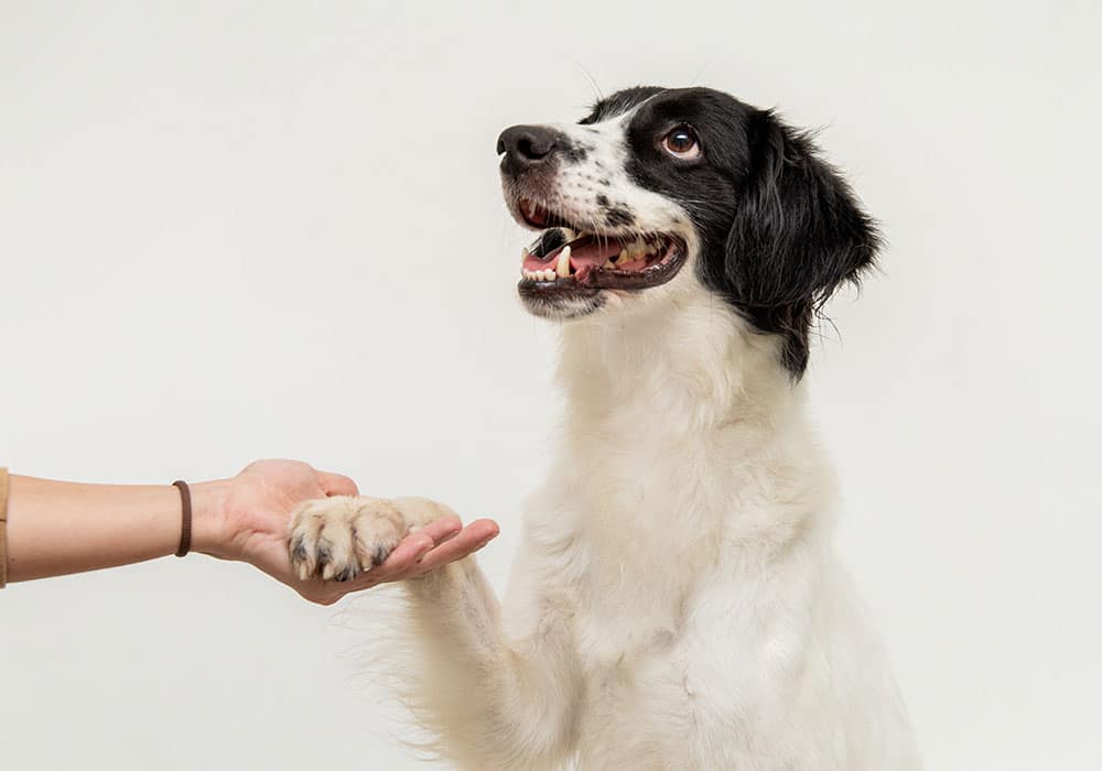 A black and white dog happily gives its paw to a person's outstretched hand. The dog's mouth is open, and it appears to be smiling against a plain white background.