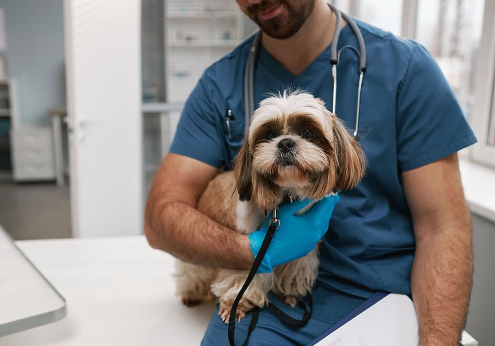 A veterinarian wearing blue scrubs and gloves holds a brown and white Shih Tzu on an exam table. The vet is smiling, and a stethoscope is visible around his neck. The room has bright lighting with windows in the background.
