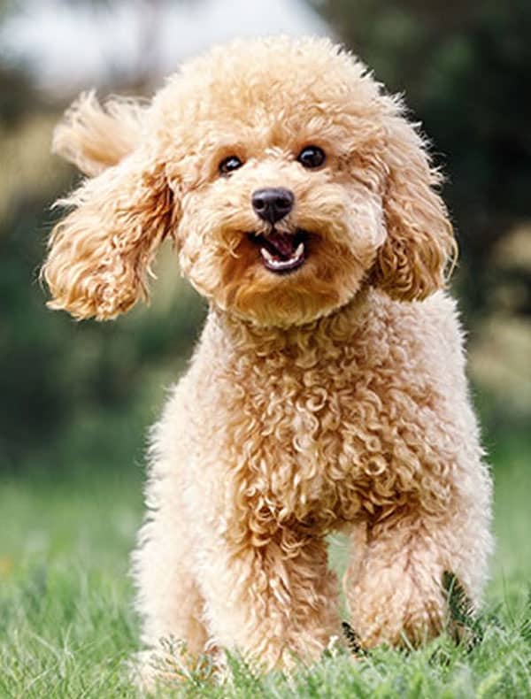 A fluffy, light-brown poodle joyfully runs on a grassy field, its curly fur bouncing and ears flapping—just what the veterinarian ordered for boundless energy and enthusiasm. The dog's happy expression and blurred paw convey pure delight.