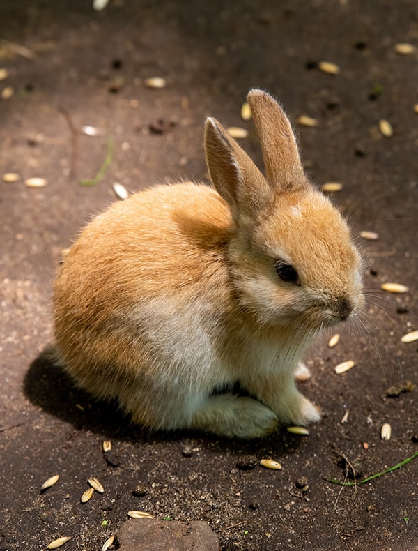 A small, light brown rabbit with upright ears sits on a patch of dirt scattered with seeds, looking slightly to the right. Sunlight highlights its soft fur.