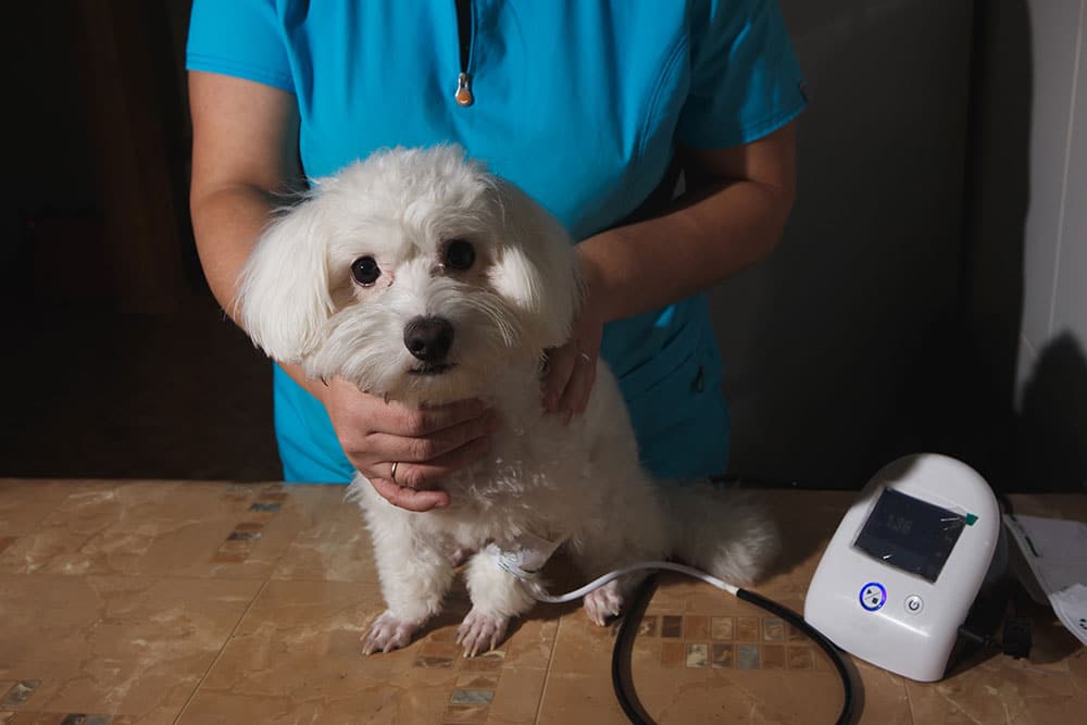 A small white dog sits on an exam table while a person in a blue shirt, likely a veterinarian, gently holds it. A medical monitor and stethoscope are next to the dog, suggesting a veterinary check-up.