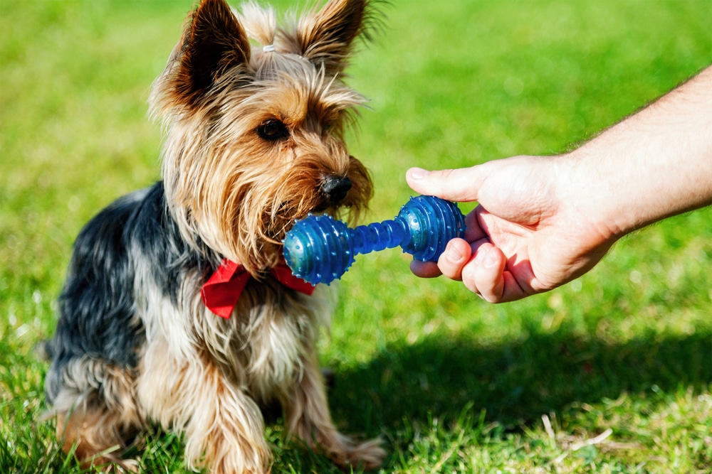 A small Yorkshire Terrier dog wearing a red bow sits on green grass, holding a blue chew toy in its mouth while a person’s hand holds the other end of the toy.