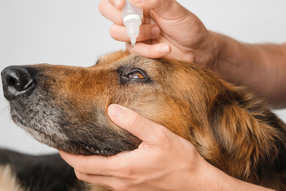 Person gently administering eye drops to a large brown and black dog, holding its head steady with one hand while using the other to apply the medicine. The background is plain and neutral, focusing attention on the procedure.