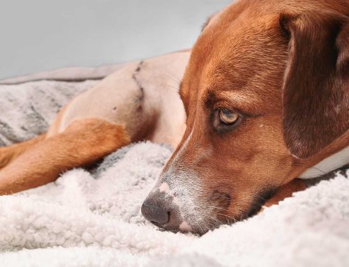 Understanding Breed-Specific Health Issues in Pets