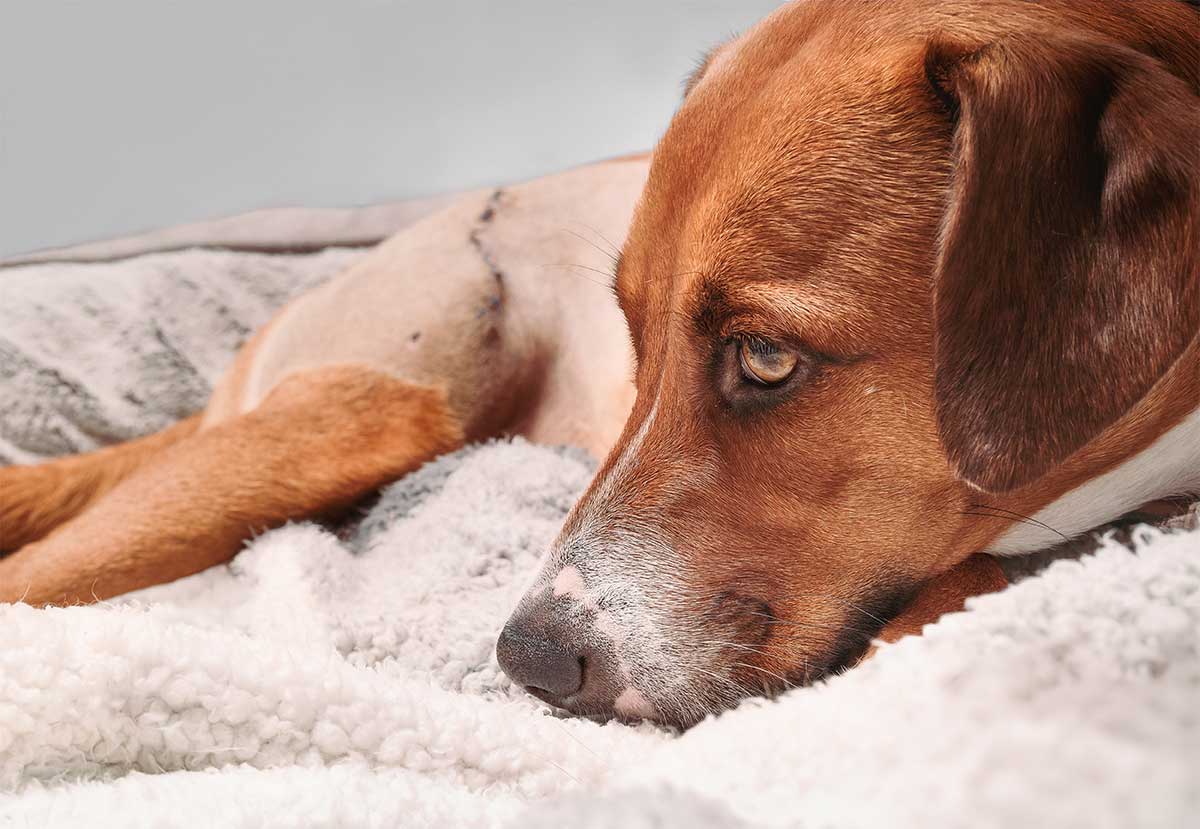 A brown and white dog lies on a soft, fluffy blanket, appearing to rest peacefully with its head down and eyes open, gazing thoughtfully into the distance. It looks like it just returned from a check-up with the vet against a neutral, soft-focus gray background.