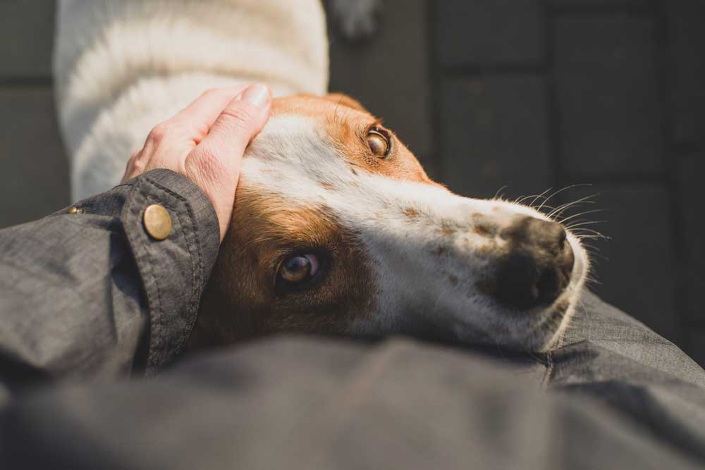 A veterinarian gently pats a brown and white dog on the head. The dog's eyes look up affectionately toward the person. The scene is lit by soft, natural light.