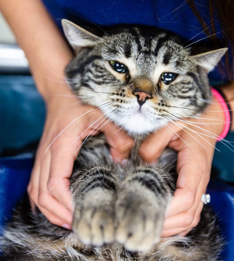 A tabby cat with a white snout is being gently held by a veterinarian with both hands. The cat has a slightly grumpy expression, and its front paws are visible in the foreground.