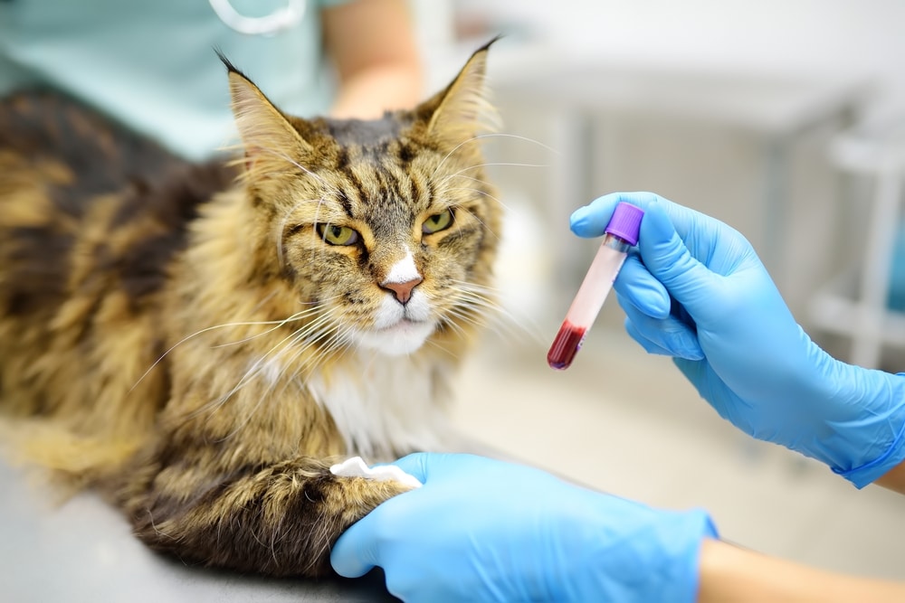 A Maine Coon cat lies on a veterinary table while a vet in blue gloves holds a blood sample tube and presses a cotton pad to the cat's foreleg.