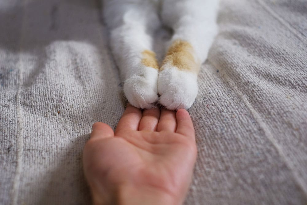 A human hand gently touches two cat paws on a soft, light-colored fabric. The cat's front paws are white with light brown markings. The scene conveys a sense of comfort and companionship.