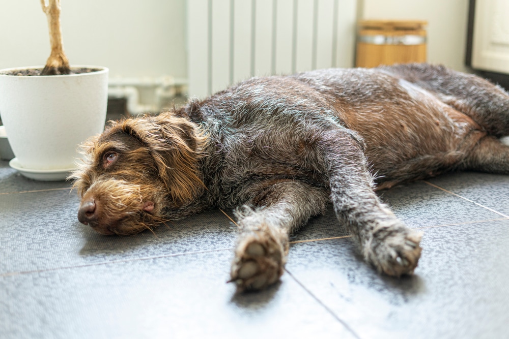 A shaggy brown and gray dog lies on a tiled floor indoors, appearing relaxed and resting near a white potted plant.
