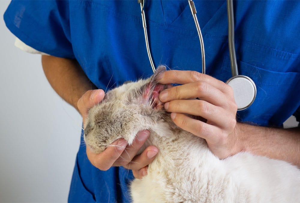 A veterinarian in blue scrubs examines a cat’s ear, gently holding the cat’s head with one hand while inspecting the ear with the other. A stethoscope hangs around the vet’s neck.