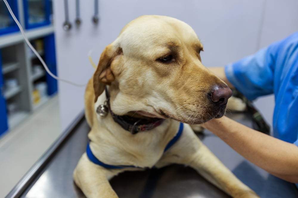 A yellow Labrador Retriever lies on a metal veterinary exam table, wearing a blue harness and looking tired, while a person in a blue uniform gently holds its side.