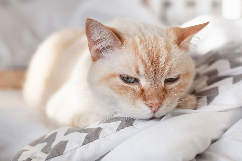 A cream-colored cat with orange-tipped ears and face markings lies on a soft, patterned blanket. The cat appears relaxed and slightly sleepy, resting its head on the blanket.