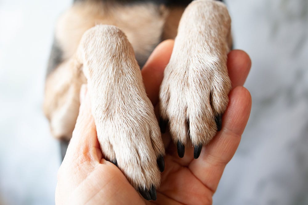 Close-up of a person's hand gently holding two tan-and-white dog paws with black nails. The background is blurred and neutral-toned, highlighting the interaction between the hand and the paws.