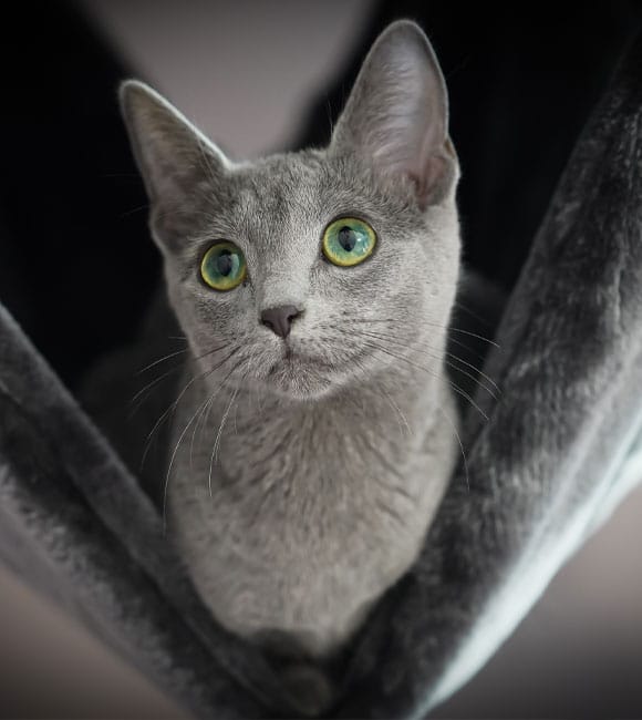A gray cat with large green eyes looks up while lounging in a dark, cozy hammock, like a prized patient at the vet's office enjoying some downtime.